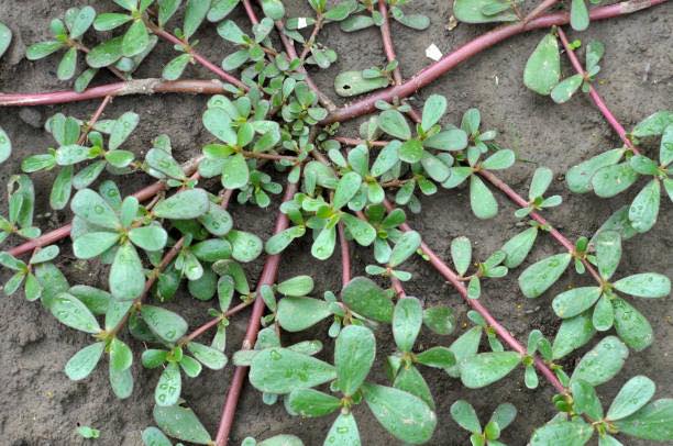 The Purslane is Popping! 🌱