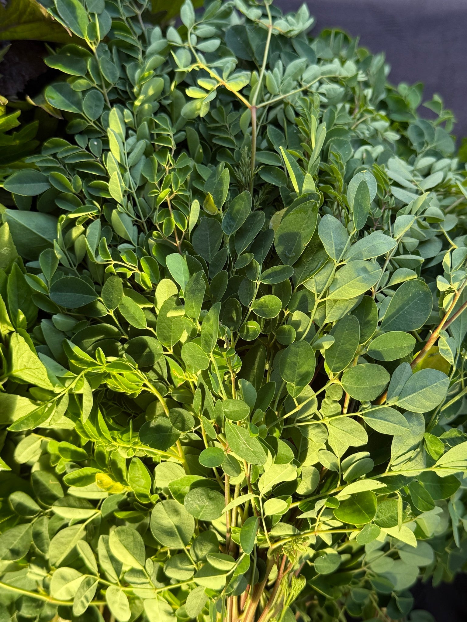 Moringa Pesto