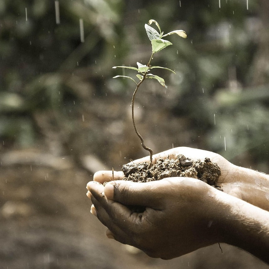 Petrichor Carries the Unmistakable Smell of Kitkitdizze