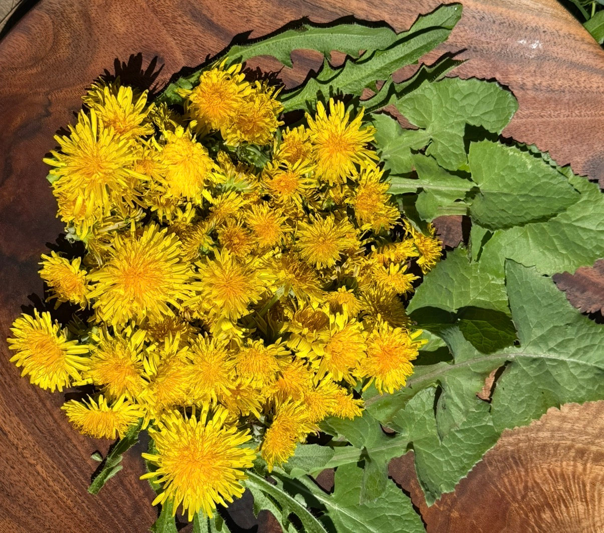 Dandelion: Weed or Medicine?