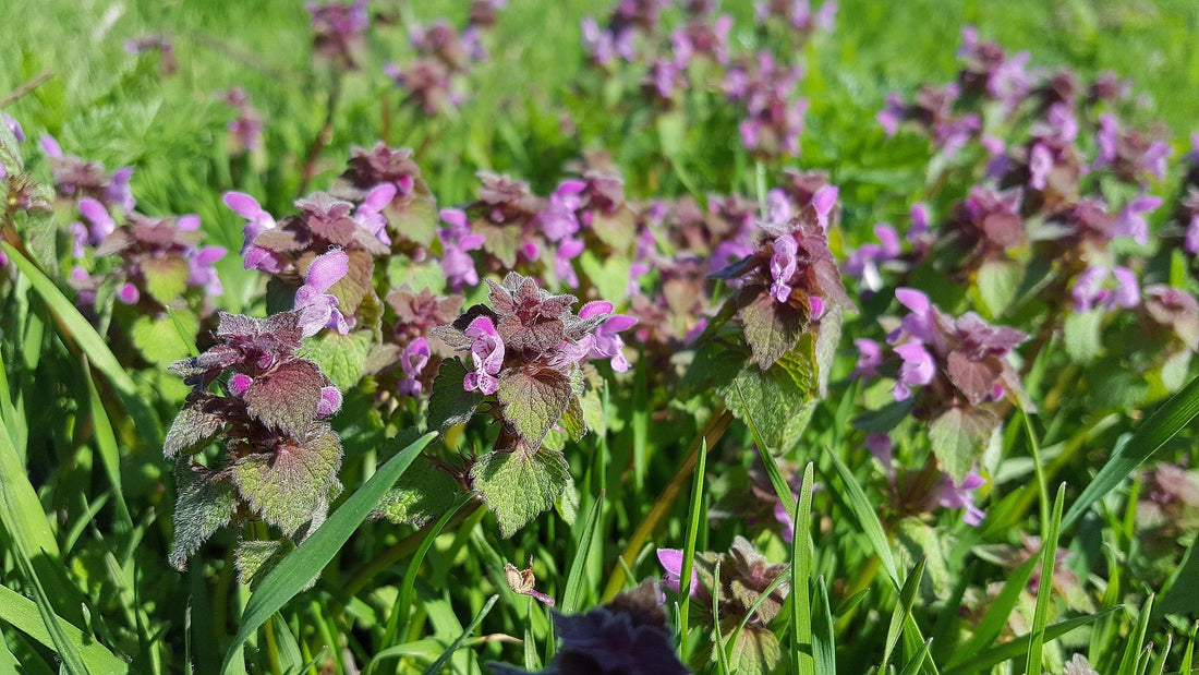 Purple Dead Nettle: The Weed That Keeps on Giving
