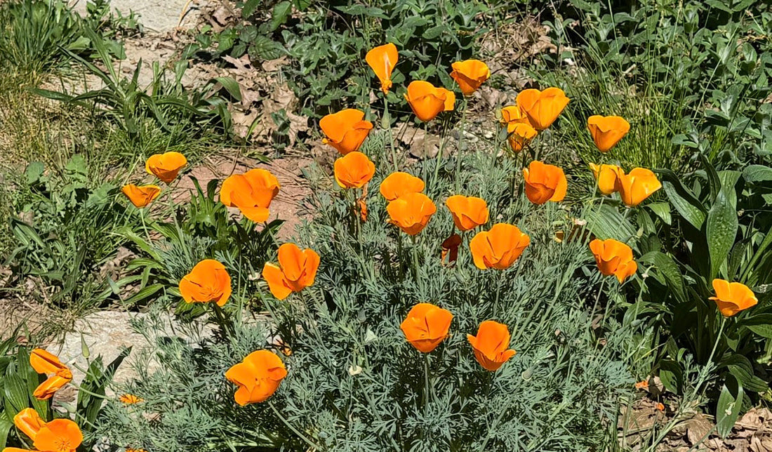 California Poppy: The West's Golden Jewel